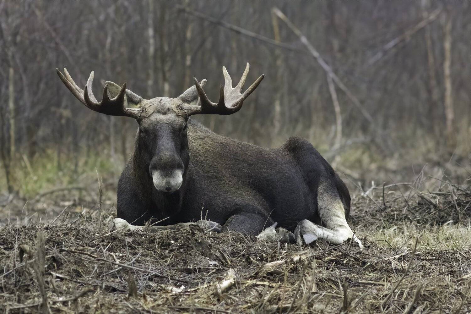 Лось, лес, отдых, рога, Наталия Сытина