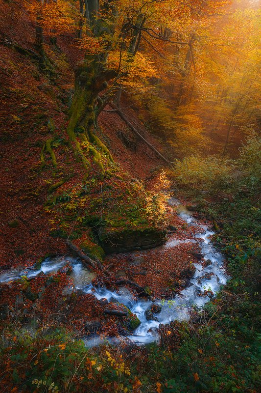 medvednica, zagreb, croatia, landscape, autumn, forest, tre, orange, river  medvednica  фото превью