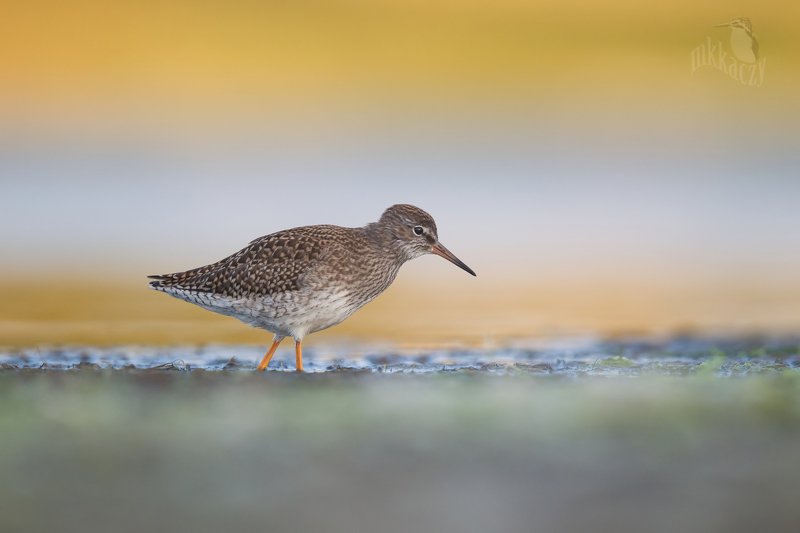 Juv. redshank фото превью