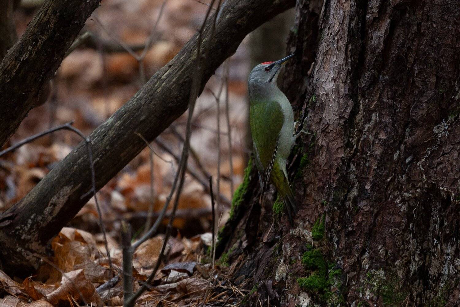 , Марат Кучкаев