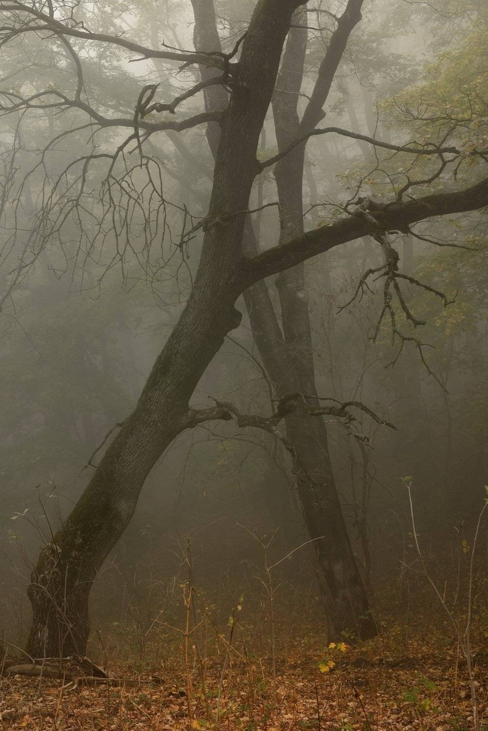осень листва утро лес туман, Александр Жарников