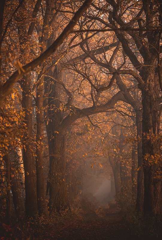 Autumn фото превью