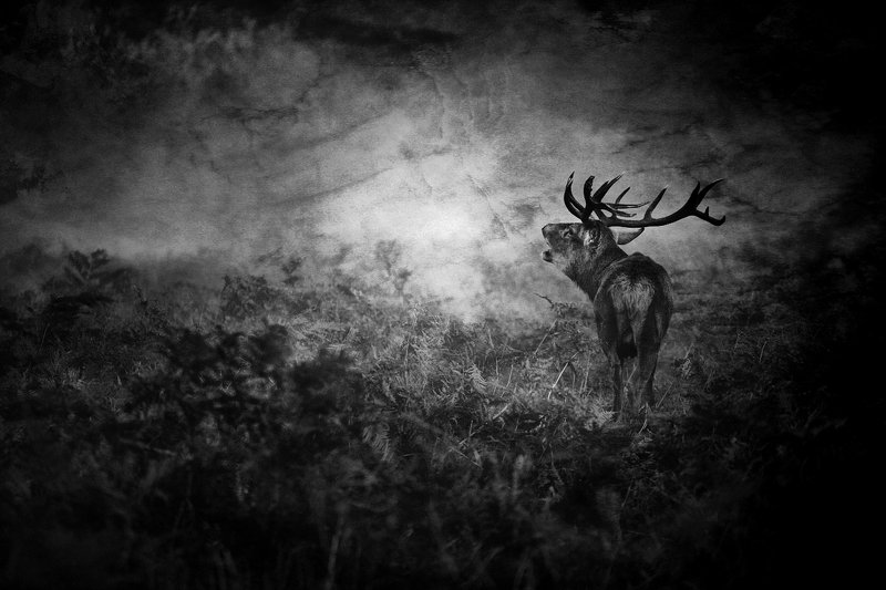 The Call of Darkness... фото превью