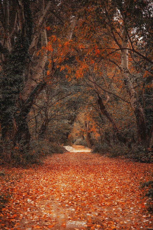 autumn, landscape, road, walking, outdoor, leaves, leaf, autumn leaves, red, yellow, tree, photography, canon, canon photography, love, weather, november, earth, beautiful Walking in the park фото превью