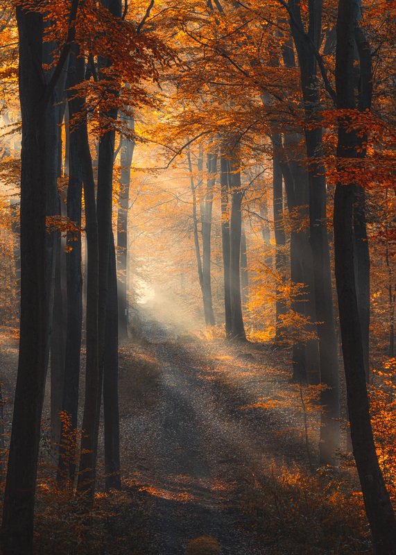 Colors of autumn