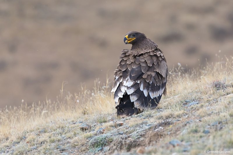 орел, eagle Степной орёл фото превью