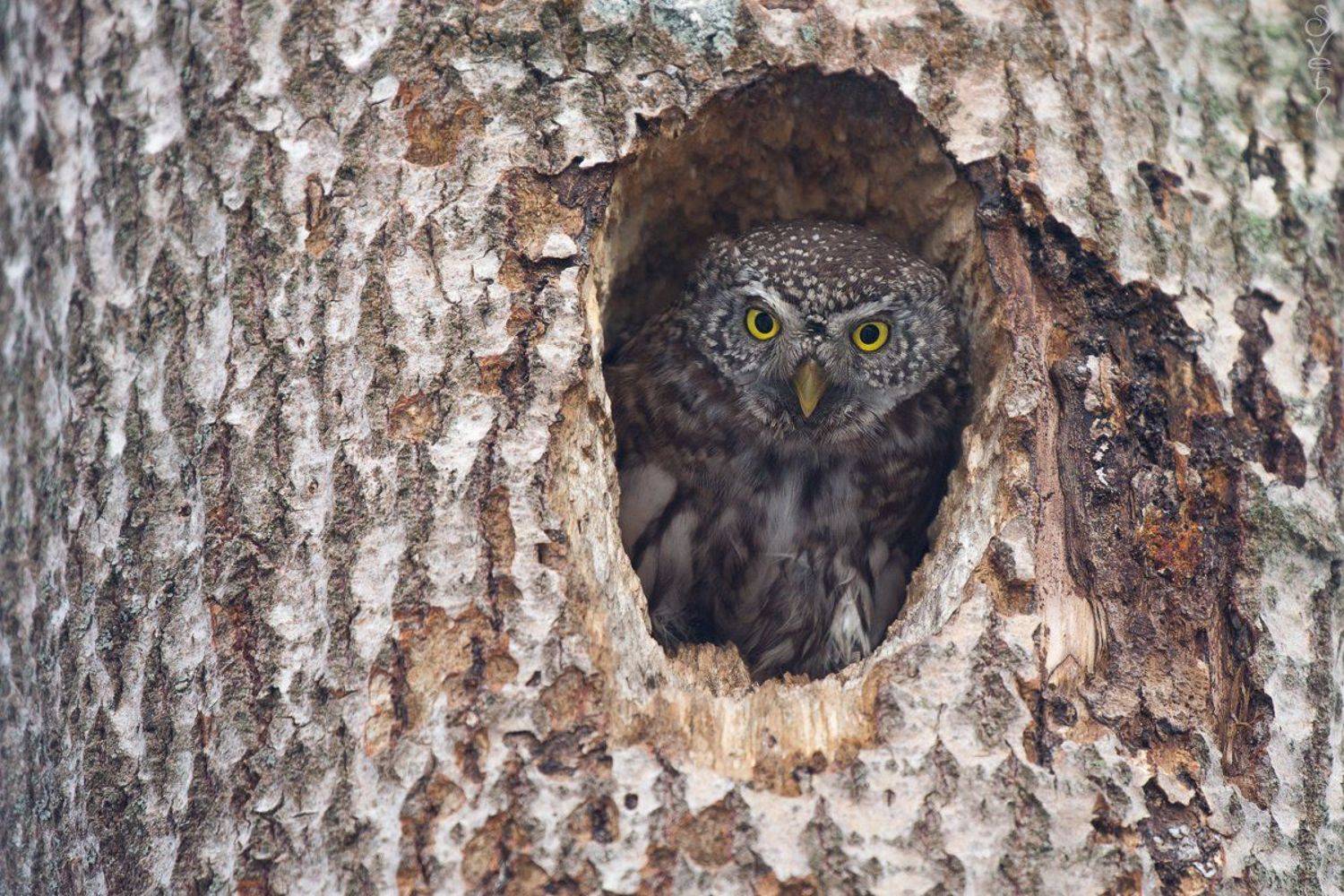 воробьиный сыч, Байбекова Светлана