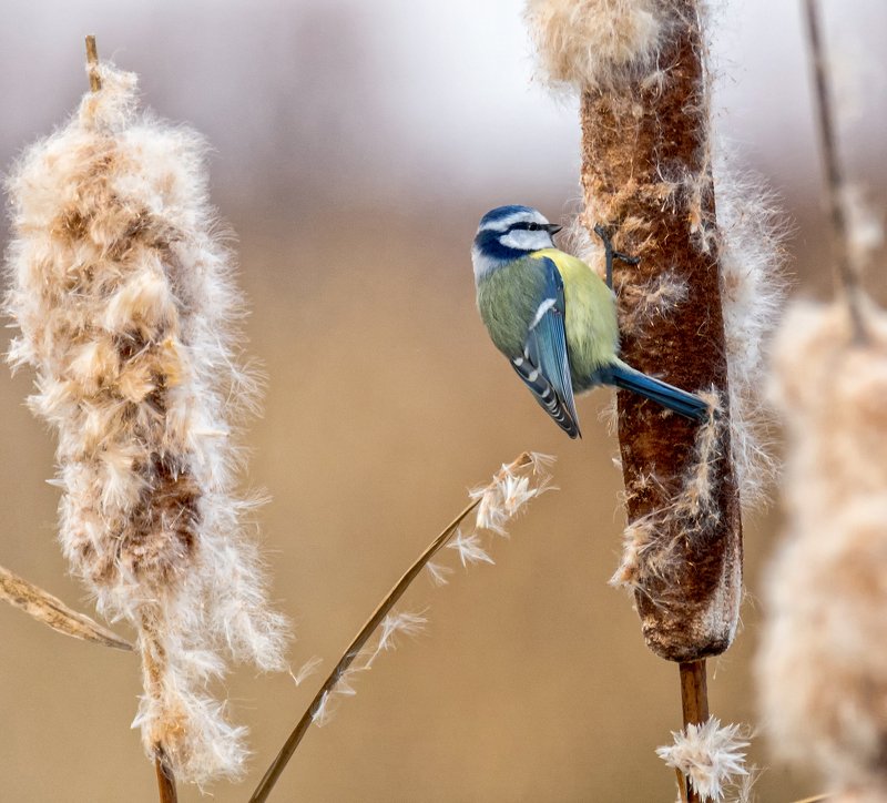 птица, синица, лазоревка, лазоревка.. фото превью