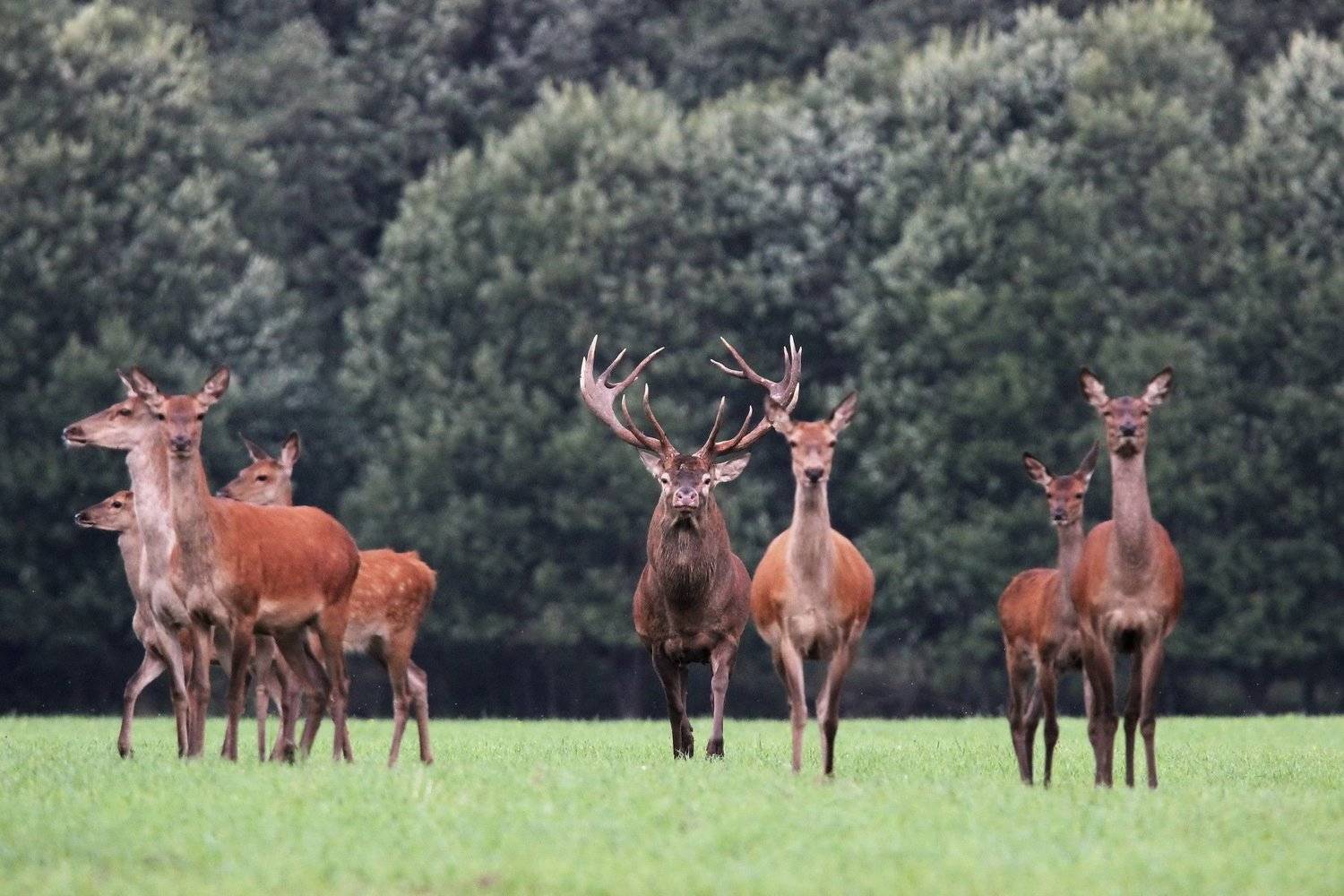 111, Пашкевич Василий