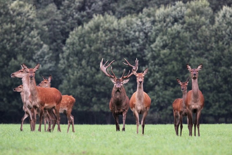 111 111 фото превью