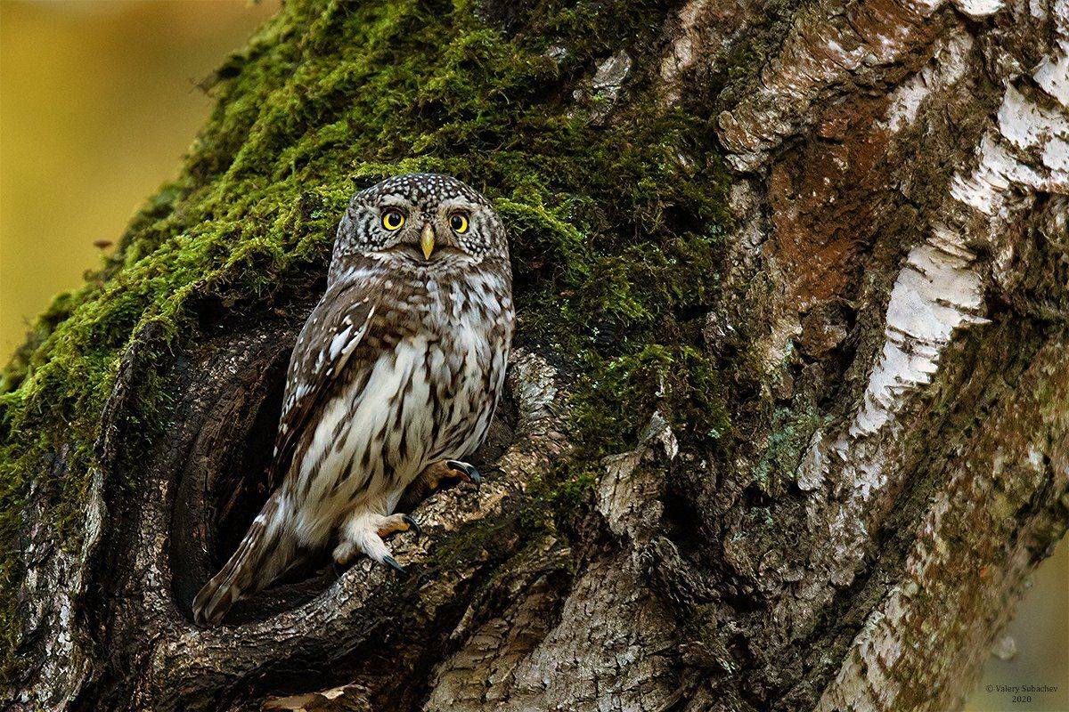 , Валерий Субачев