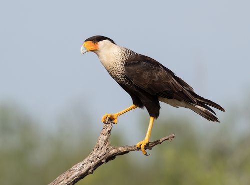 Обыкновенная каракара - Crested Caracara