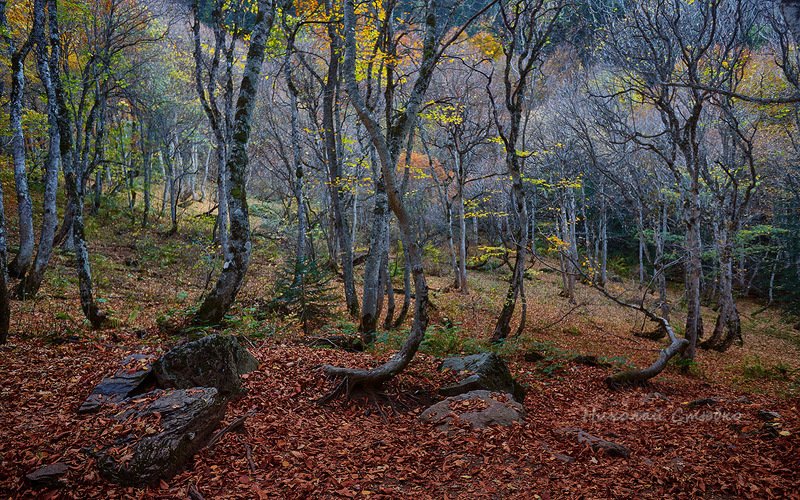 кавказ горы осень лес Осень в горном лесу фото превью