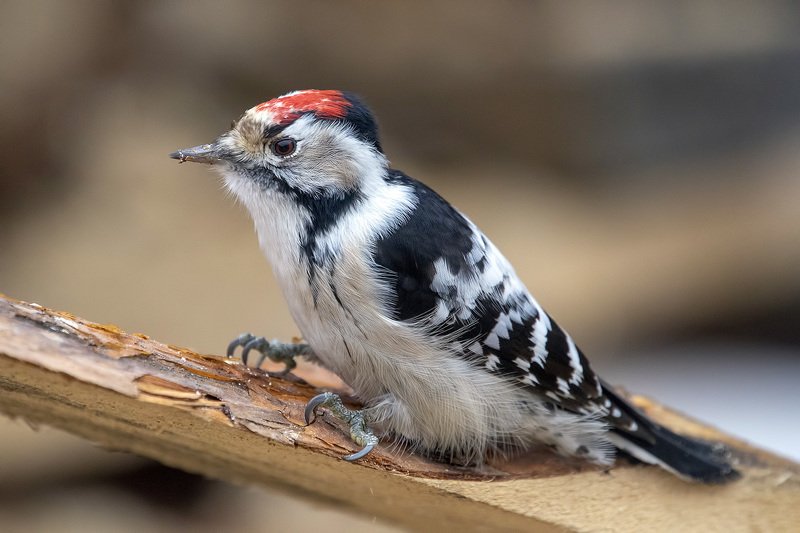 Малый пестрый дятел фото превью