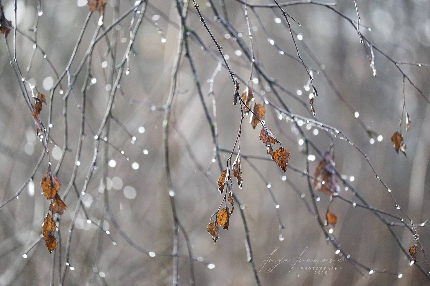 , Инга Иванова