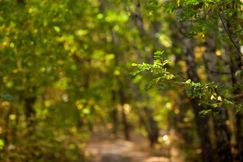 осень,листья,лес,парк,природа Пестрела осень.. фото превью