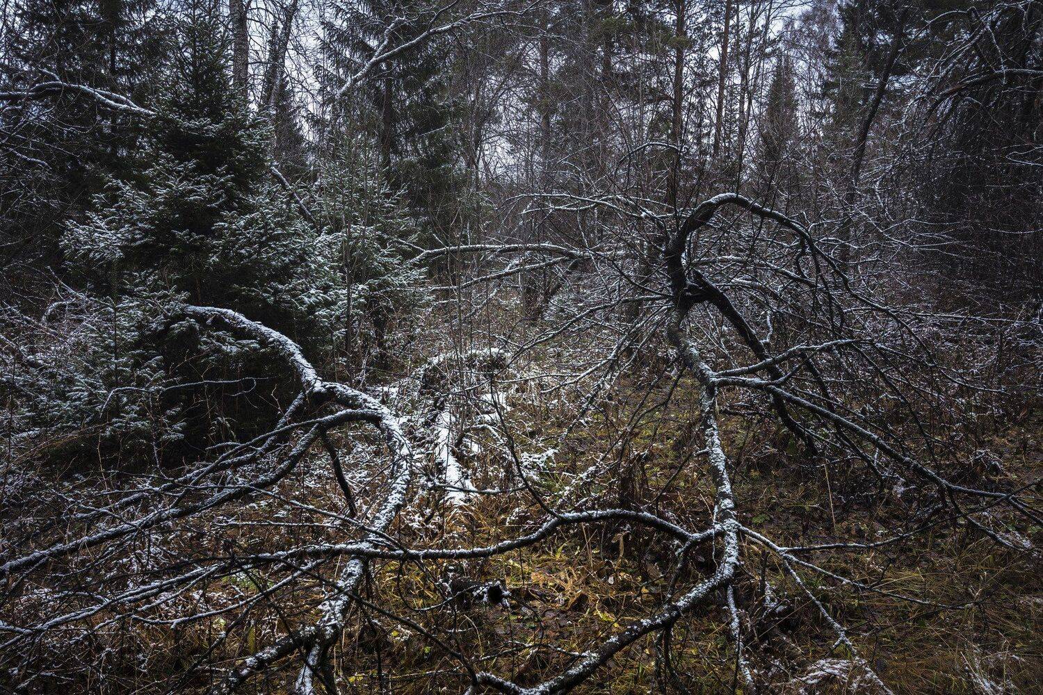 , Андрей Шарапов