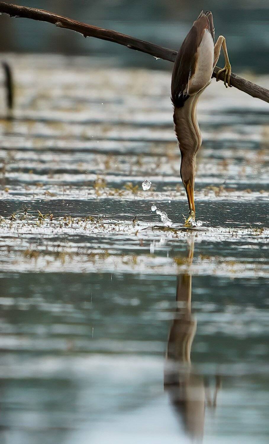 , Красимир Георгиев