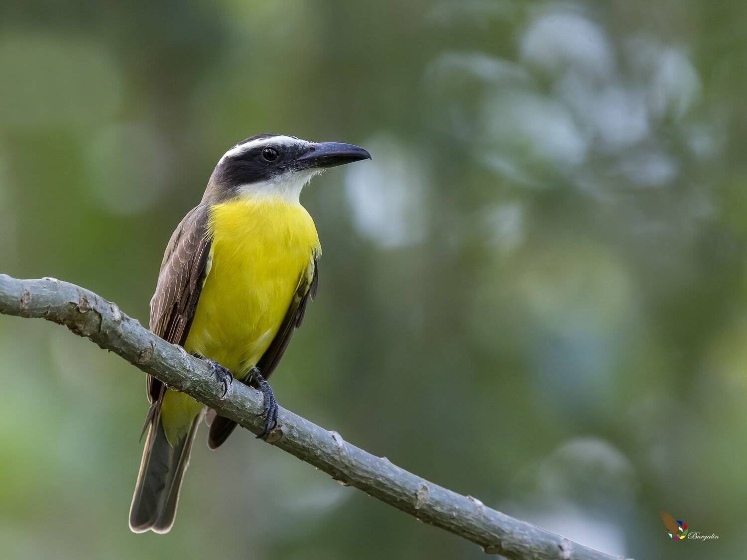 , Fernando Burgalin Sequeira