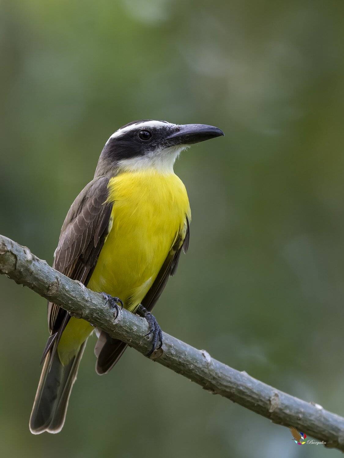 , Fernando Burgalin Sequeira