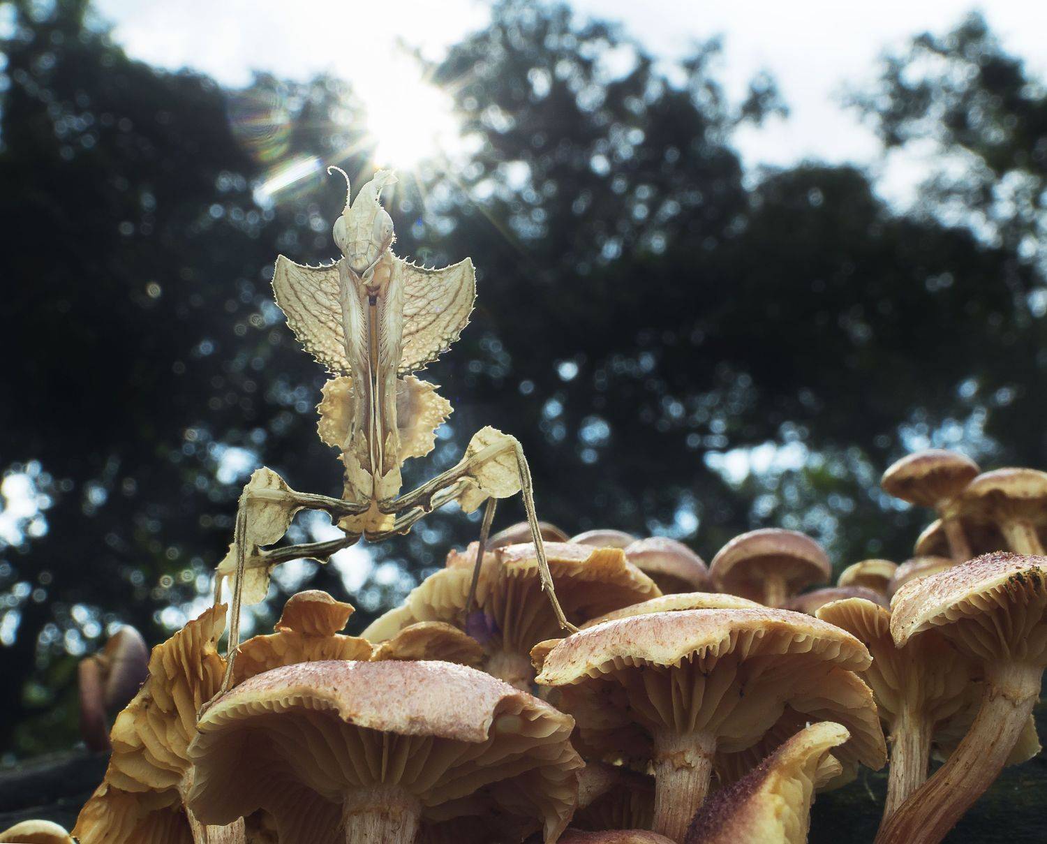 #macro#mantis#colors#laowa15mmf4, Choo How Lim