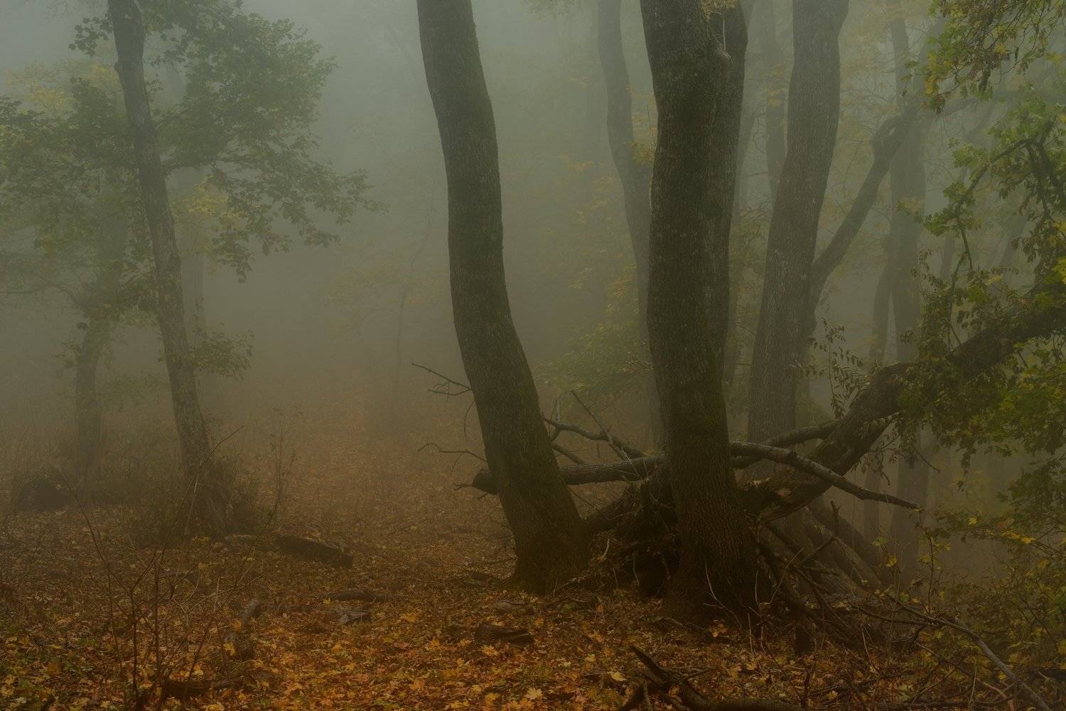 осень листва утро лес туман, Александр Жарников
