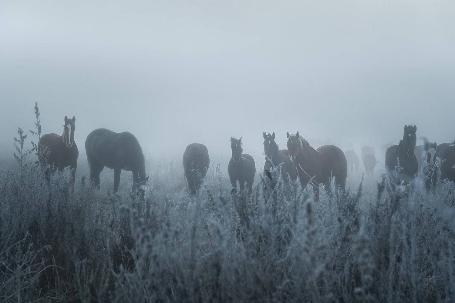 лошади, алтай, туман, рассвет, горный алтай,, Ольга Рудченко