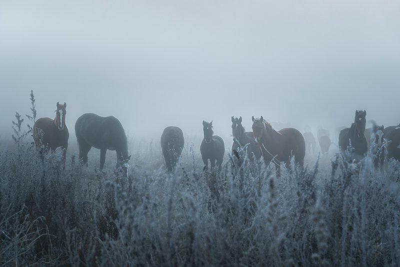 лошади, алтай, туман, рассвет, горный алтай, Предрассветные грезы фото превью
