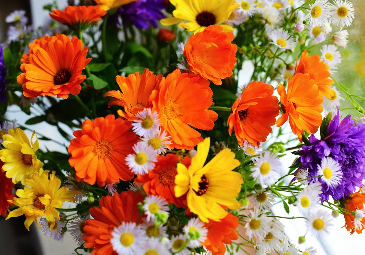 , Божена Пучко