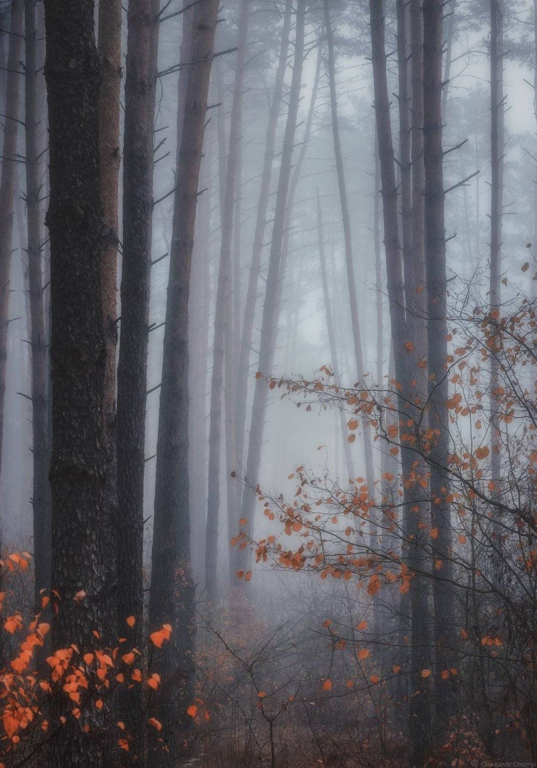 украина, коростышев, природа, лес, осень, октябрь, туман, полесье, тишина, осознанность, адвайта, милость, благодать, молчание, безмолвие, жизнь, деревья, фотограф, чорный,, Александр Чорный