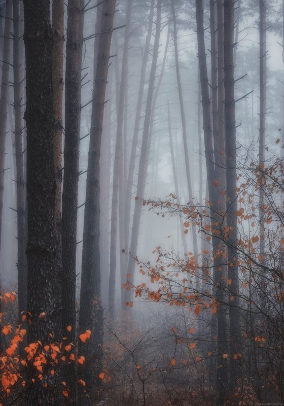 украина, коростышев, природа, лес, осень, октябрь, туман, полесье, тишина, осознанность, адвайта, милость, благодать, молчание, безмолвие, жизнь, деревья, фотограф, чорный, \