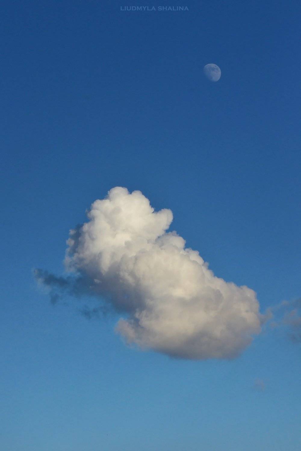 , Людмила Шалина