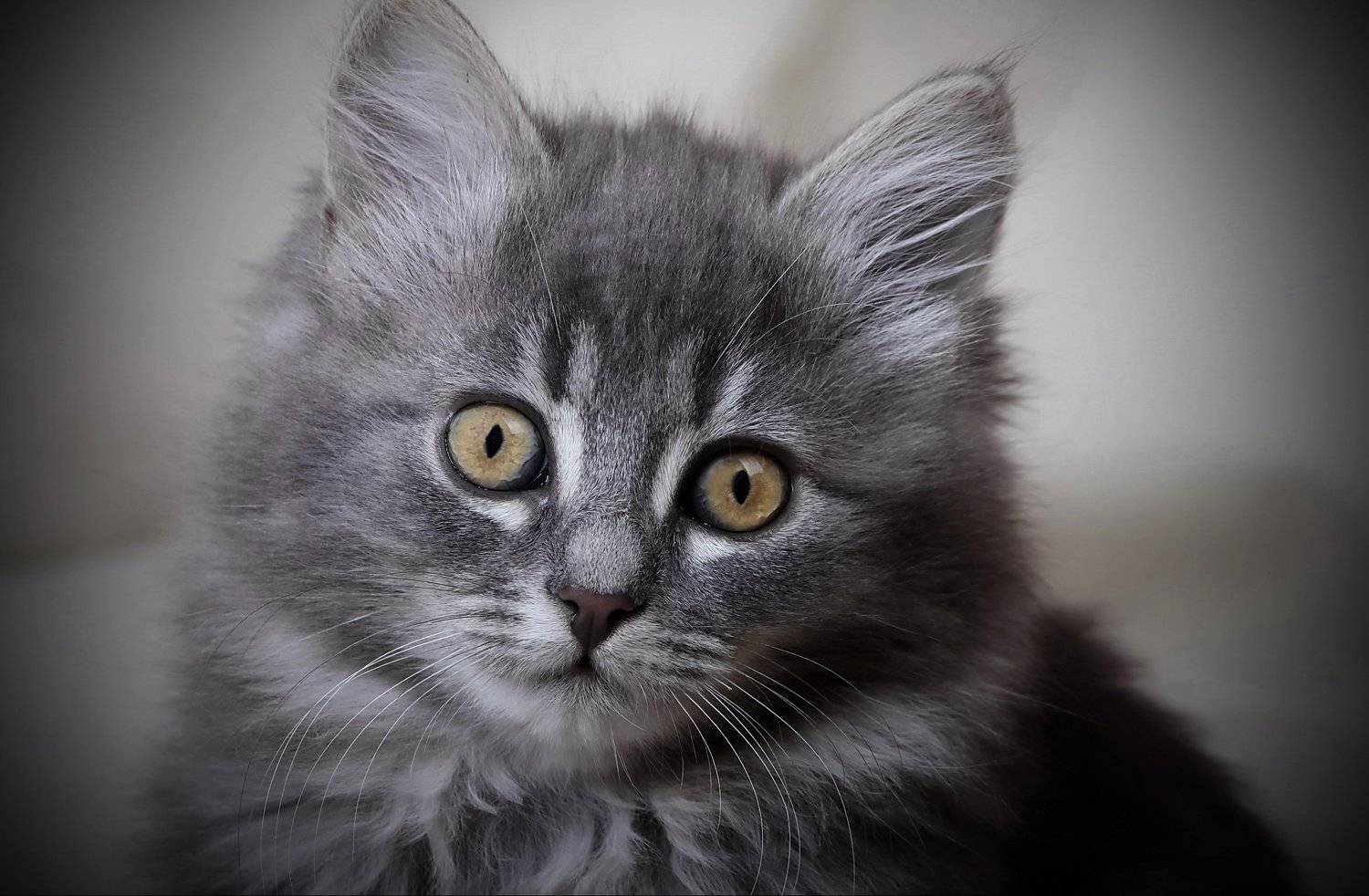 , Razgulyaev Aleksandr