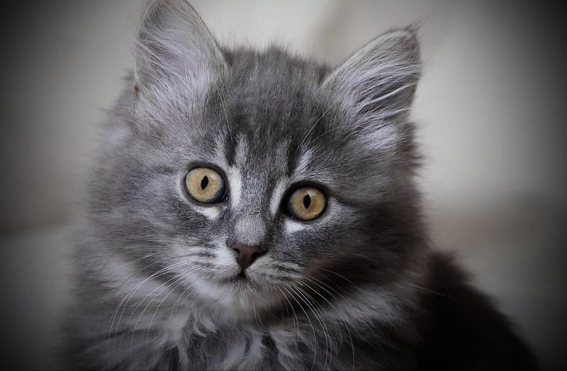 Котейка фото превью