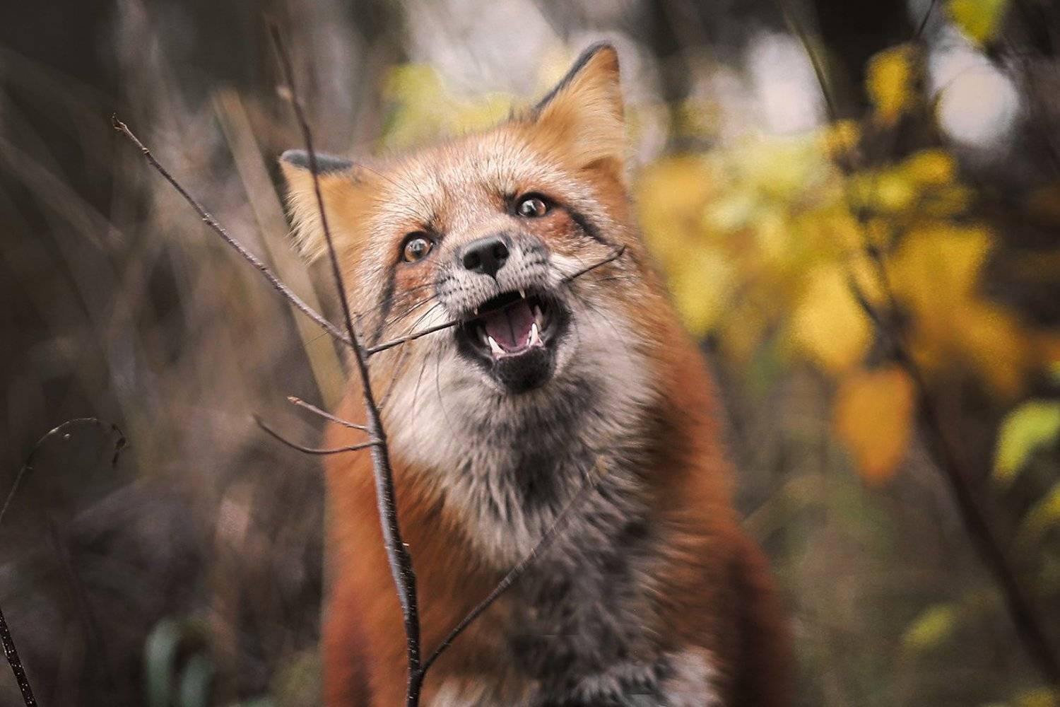 , Андрей Ершов