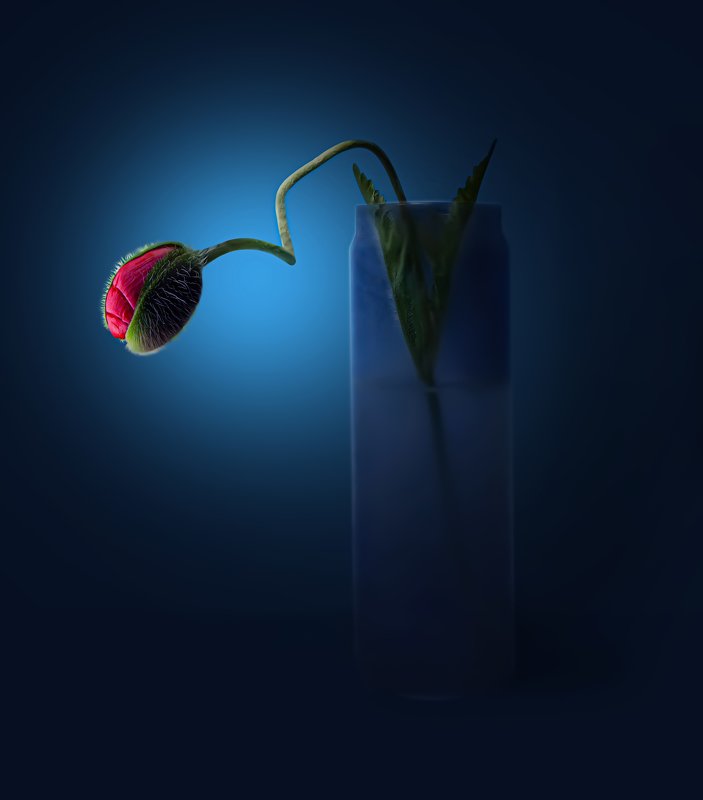field, blossom, flowers, red, green, summer time, beautiful, garden, summer flowers,  summer color, colorful,nature, flora, plants, background,  blooming, sprin,small,rural, meadows, landscape, still life with red poppy on blue background фото превью