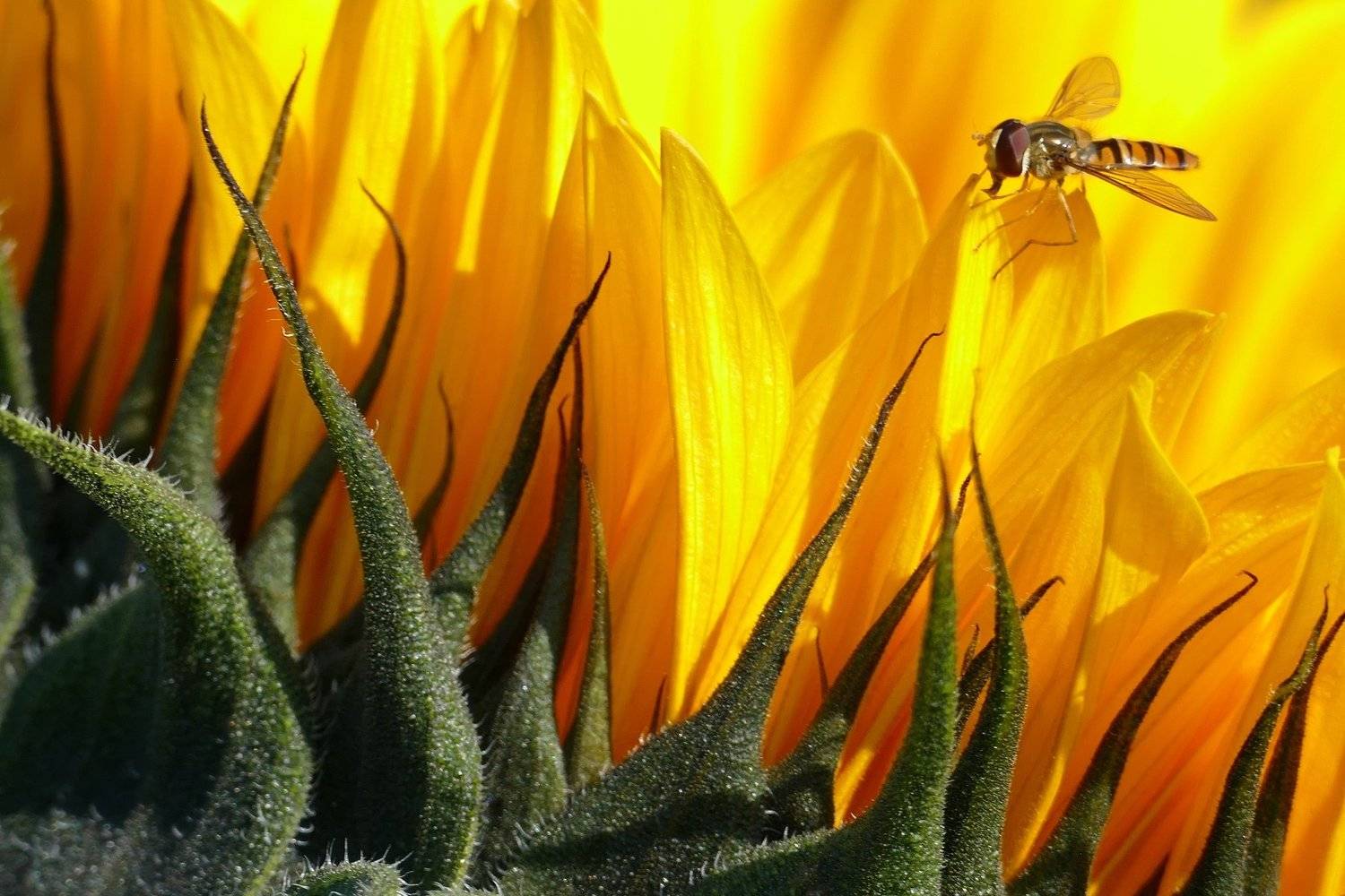 macro, nature, bie, yellow, colorful, colors, sunlight, green, insekt, sunflower, shadow, kiss, details, closeup, flower, flora, , Svetlana Povarova Ree