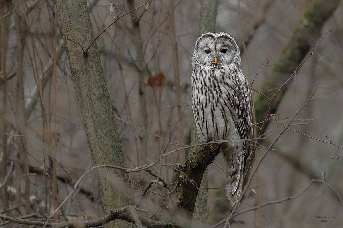 , Валерий Субачев