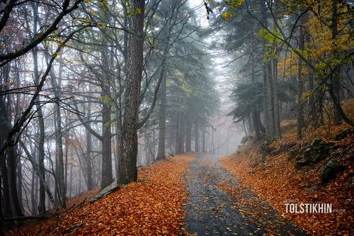 the road to tumanny forest