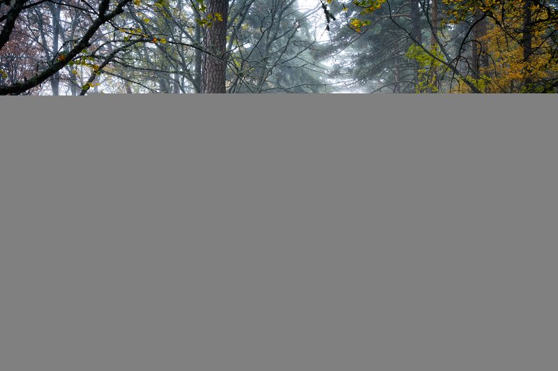 лес, туман, дорога the road to tumanny forest фото превью