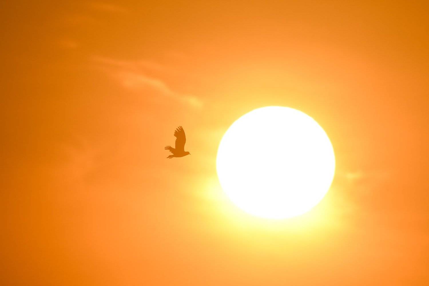 оранжевое небо, обыкновенная овсянка, жёлтая птица, оранжевый, рассветный свет, чибис, силуэт птицы, солнце, Ксения Соварцева
