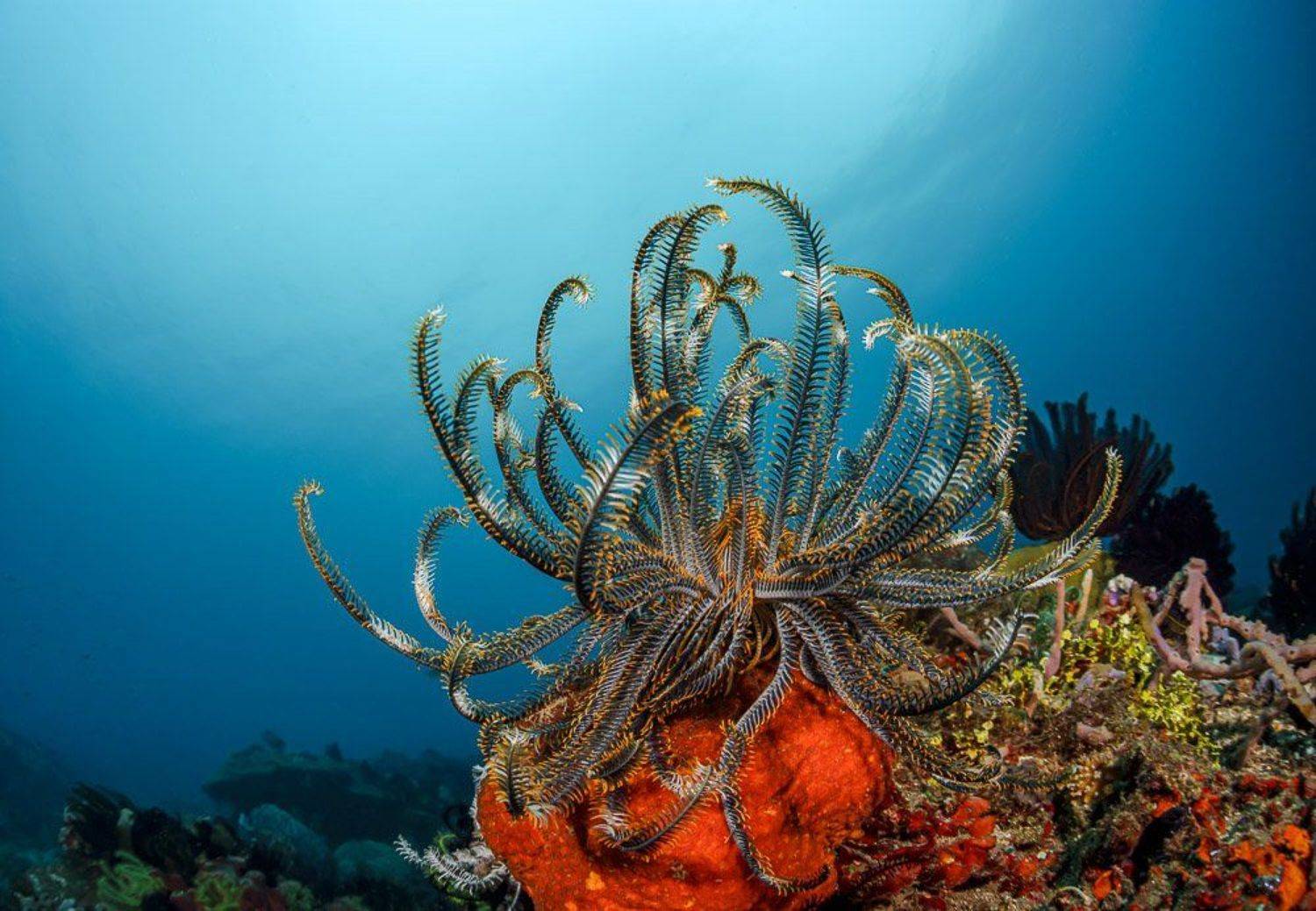 , Андрей Савин