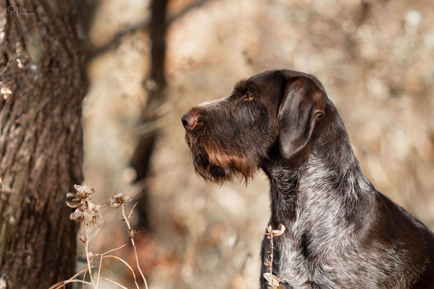 , Наталия Поникарова