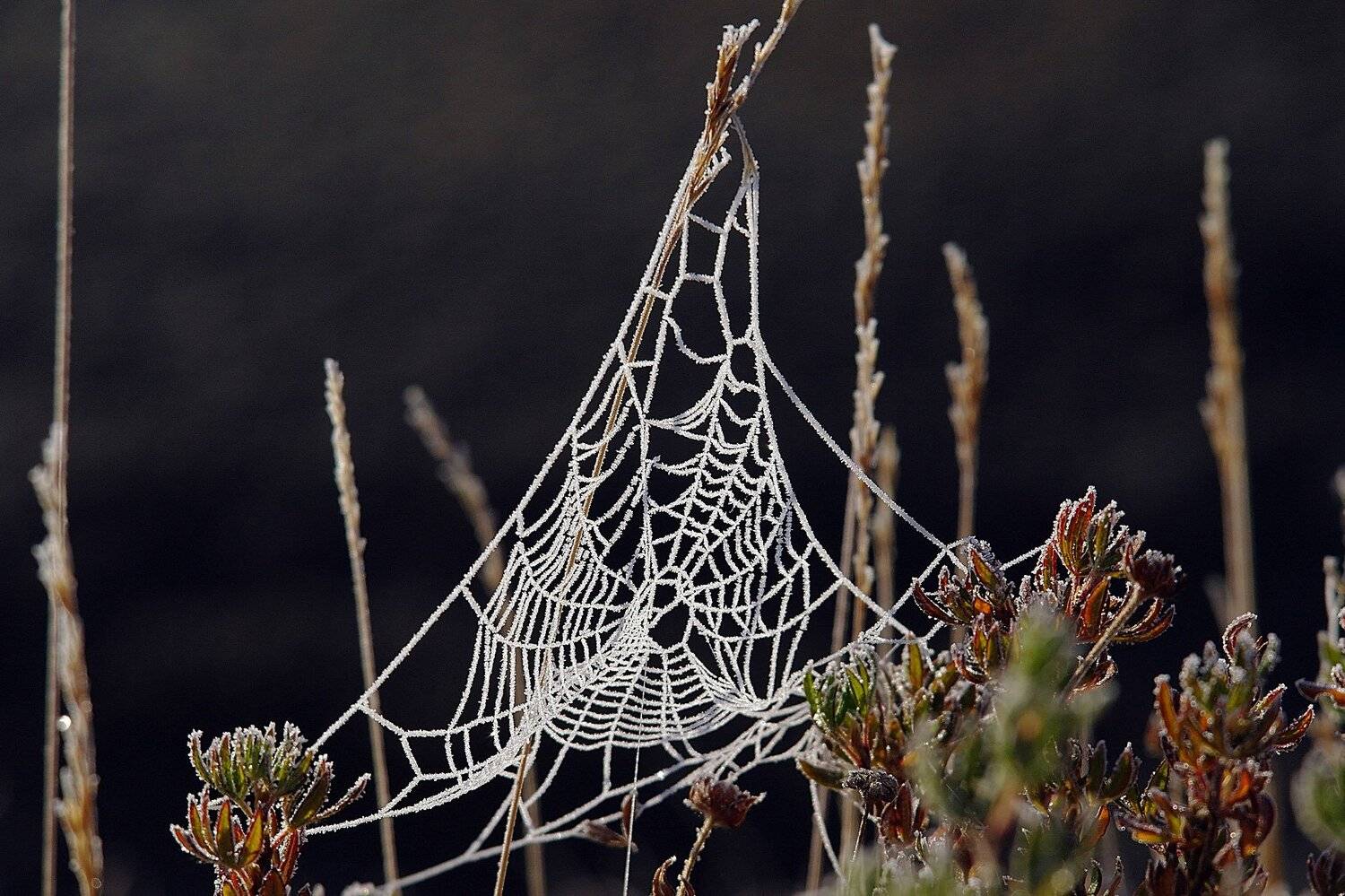 Паутина, иней, холод, Дмитрий Ткаченко