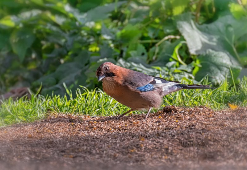 птица, сойка, Сойка.. фото превью