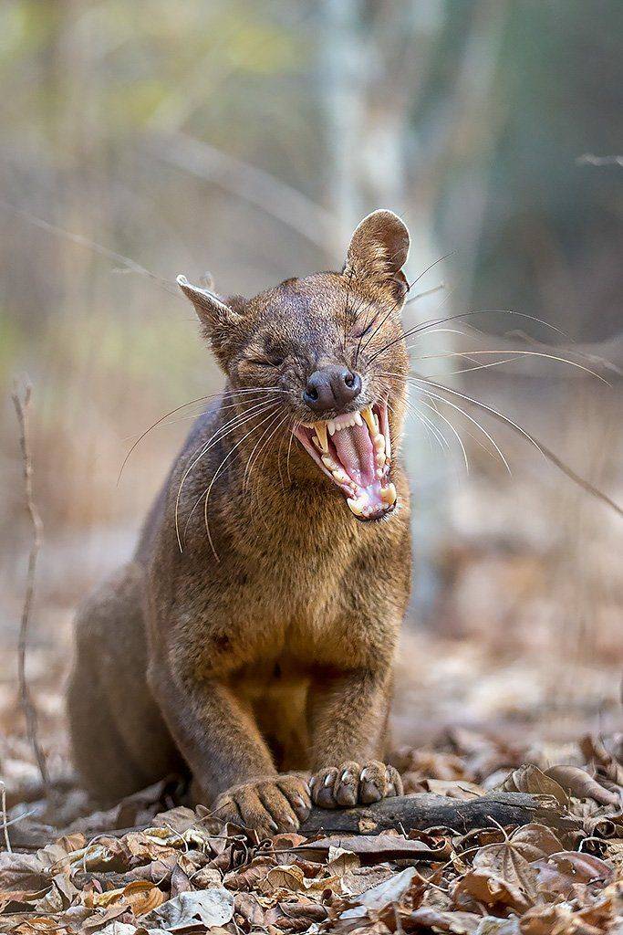 , Сергей Савви