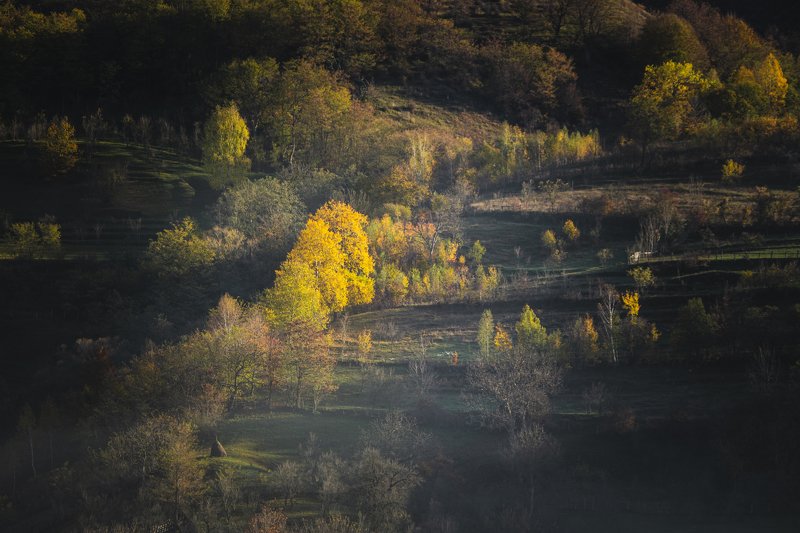 yellow autumn фото превью