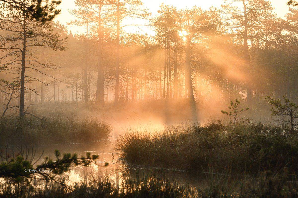 ленинградская область,рассвет,осень,утро,болото, Юлия Лаптева