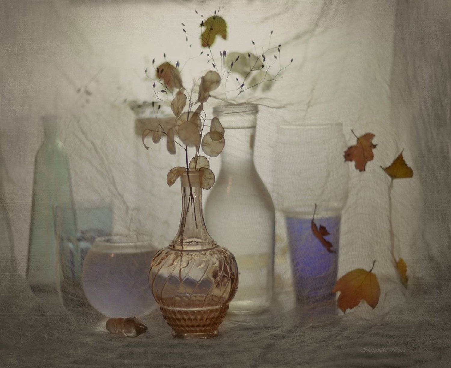 , Шипунова Ирина