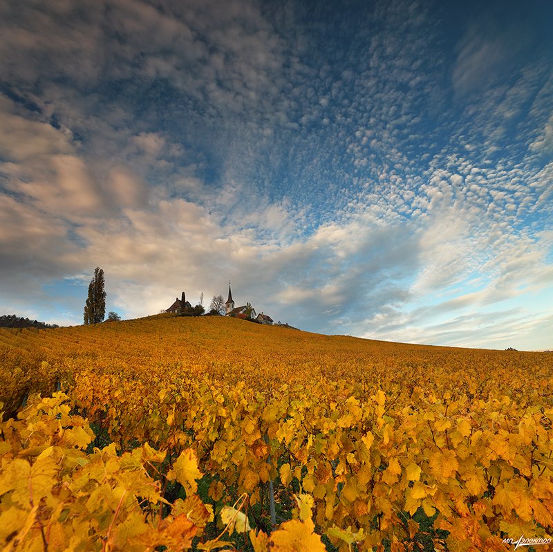swiss,швейцария,осень Виноградная Осень фото превью
